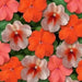 Impatiens Flowers SEED (Orange) Perfect for Shady Spots - Caribbean garden seed