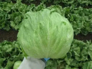 Iceberg HEADING Lettuce , VEGETABLE Seeds - Caribbean garden seed