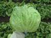 Iceberg HEADING Lettuce , VEGETABLE Seeds - Caribbean garden seed