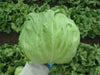 Iceberg HEADING Lettuce , VEGETABLE Seeds - Caribbean garden seed