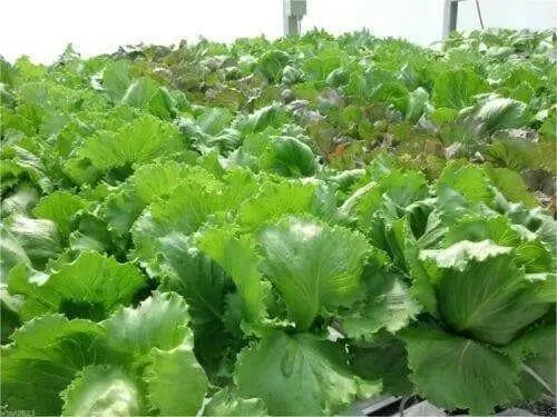 Iceberg HEADING Lettuce , VEGETABLE Seeds - Caribbean garden seed