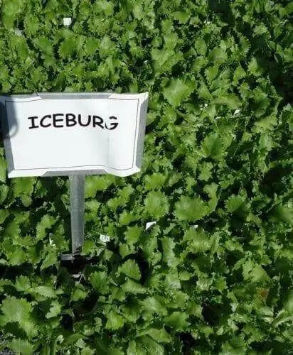 Iceberg HEADING Lettuce , VEGETABLE Seeds - Caribbean garden seed