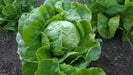 Iceberg HEADING Lettuce , VEGETABLE Seeds - Caribbean garden seed