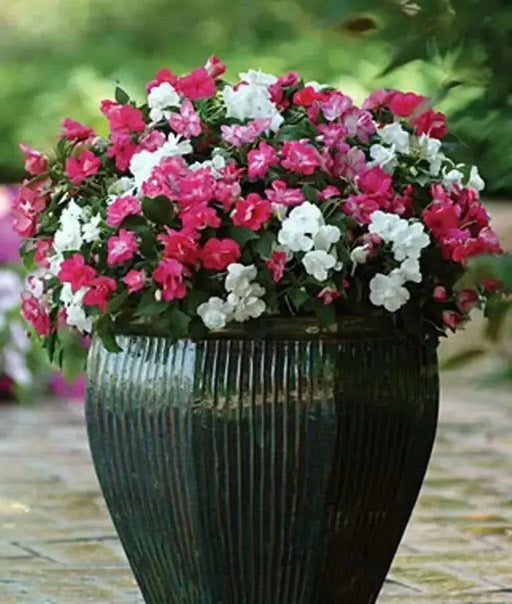 Impatiens MIXED ,Flowers Seeds~ ANNUAL - Caribbean garden seed