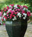 Impatiens MIXED ,Flowers Seeds~ ANNUAL - Caribbean garden seed