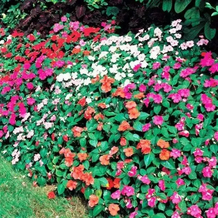 Impatiens MIXED ,Flowers Seeds~ ANNUAL - Caribbean garden seed
