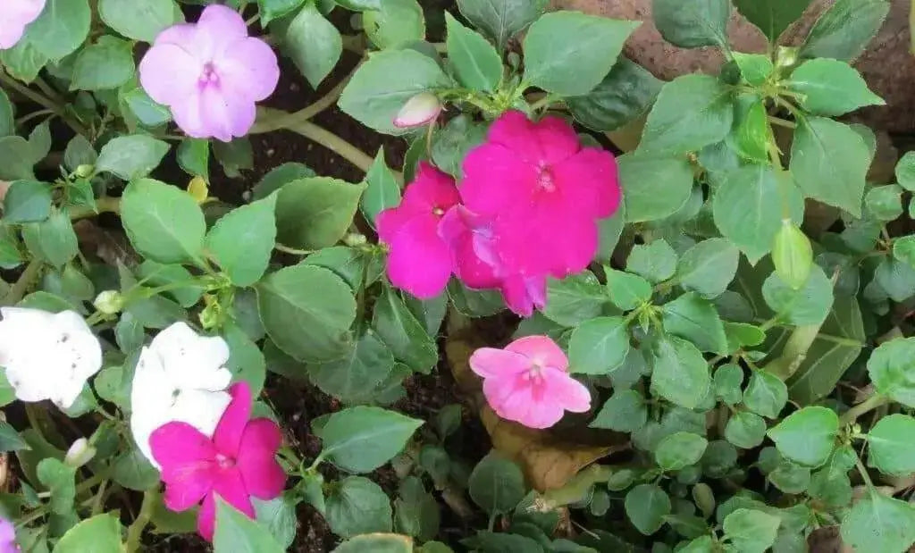 Impatiens MIXED ,Flowers Seeds~ ANNUAL - Caribbean garden seed