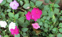 Impatiens MIXED ,Flowers Seeds~ ANNUAL - Caribbean garden seed