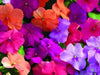 Impatiens MIXED ,Flowers Seeds~ ANNUAL - Caribbean garden seed