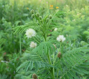 Illinois Bundleflower SEEDS,  PERENNIAL WILDFLOWER - Caribbean garden seed