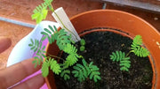 Illinois Bundleflower SEEDS,  PERENNIAL WILDFLOWER - Caribbean garden seed
