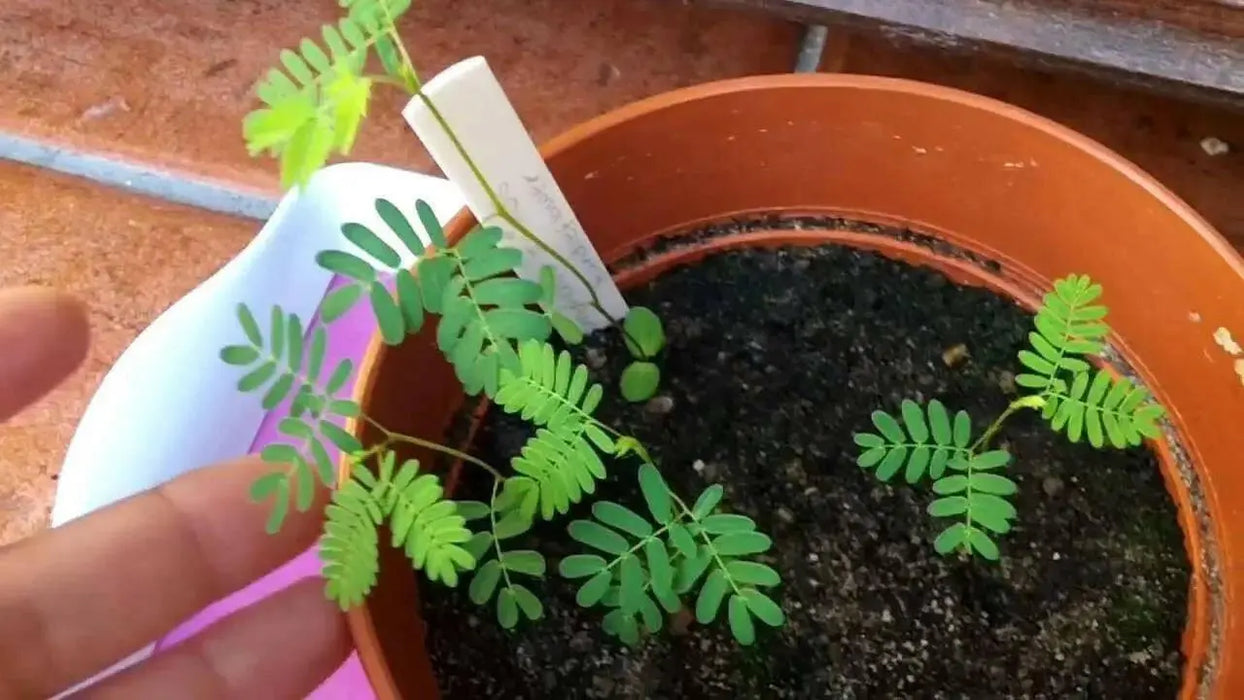 Illinois Bundleflower SEEDS,  PERENNIAL WILDFLOWER - Caribbean garden seed