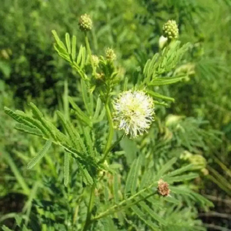 Illinois Bundleflower SEEDS,  PERENNIAL WILDFLOWER - Caribbean garden seed