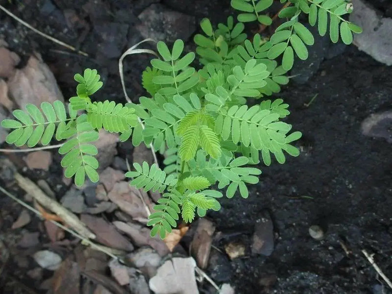 Illinois Bundleflower SEEDS,  PERENNIAL WILDFLOWER - Caribbean garden seed