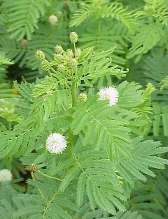 Illinois Bundleflower SEEDS,  PERENNIAL WILDFLOWER - Caribbean garden seed