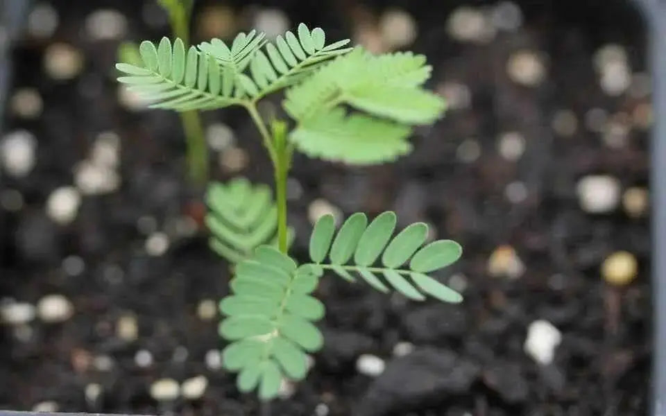 Illinois Bundleflower SEEDS,  PERENNIAL WILDFLOWER - Caribbean garden seed