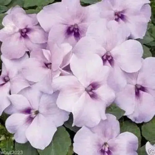 Impatiens Xtreme Lavender-Flowers Seed - Caribbean garden seed
