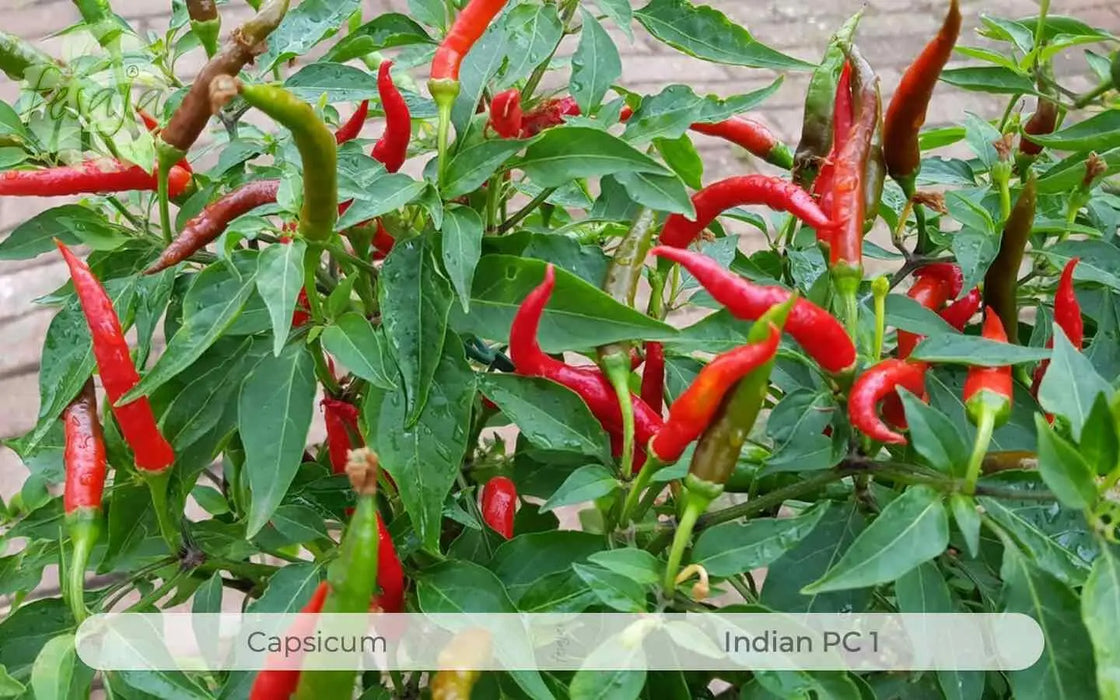 Indian PC1, chilli Pepper Seeds,( Capsicum annuum) HOT ASIAN VEGETABLE - Caribbean garden seed