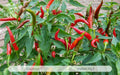 Indian PC1, chilli Pepper Seeds,( Capsicum annuum) HOT ASIAN VEGETABLE - Caribbean garden seed