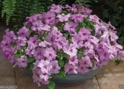 Impatiens XTREME TANGO MIx-Flowers Seed-Great In Baskets,Containers,windowboxes - Caribbean garden seed