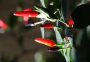 Indian Paquin Pepper Seeds (Capsicum Annum) HOT, Rare ASIAN VEGETABLE - Caribbean garden seed