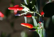 Indian Paquin Pepper Seeds (Capsicum Annum) HOT, Rare ASIAN VEGETABLE - Caribbean garden seed