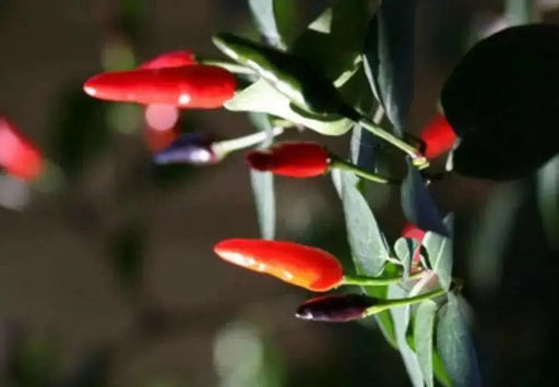 Indian Paquin Pepper Seeds (Capsicum Annum) HOT, Rare ASIAN VEGETABLE - Caribbean garden seed