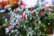 Indian Paquin Pepper Seeds (Capsicum Annum) HOT, Rare ASIAN VEGETABLE - Caribbean garden seed