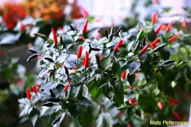 Indian Paquin Pepper Seeds (Capsicum Annum) HOT, Rare ASIAN VEGETABLE - Caribbean garden seed