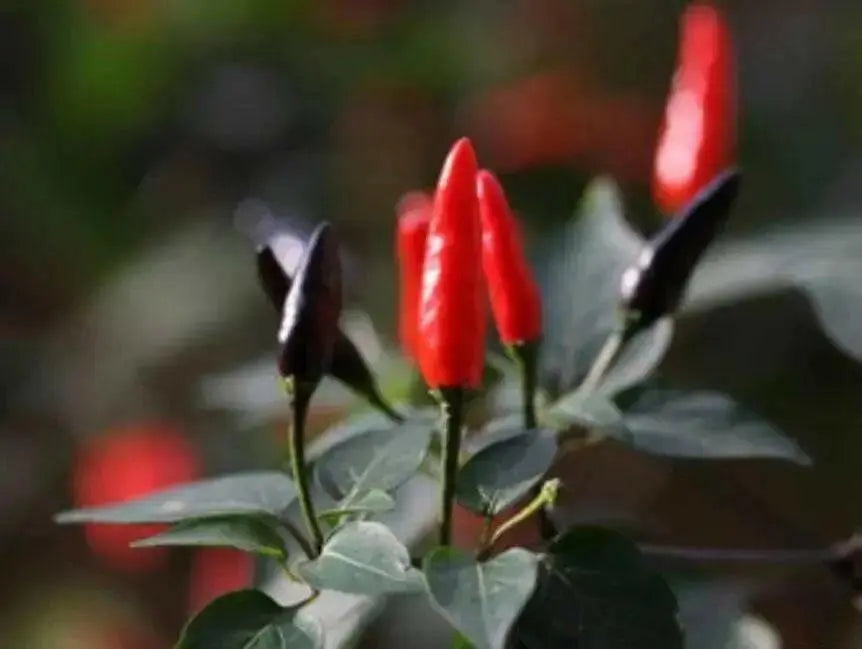 Indian Paquin Pepper Seeds (Capsicum Annum) HOT, Rare ASIAN VEGETABLE - Caribbean garden seed