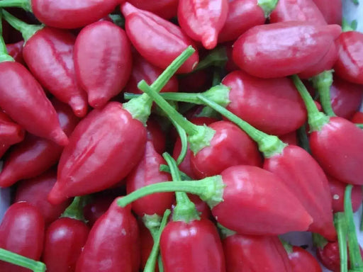 Inca Red Drop, Pepper Seeds , capsicum baccatum, ,Medium hot - Caribbean garden seed