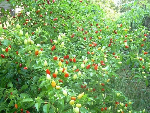 Inca Red Drop, Pepper Seeds , capsicum baccatum, ,Medium hot - Caribbean garden seed
