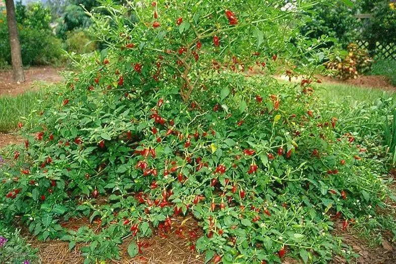 Inca Red Drop, Pepper Seeds , capsicum baccatum, ,Medium hot - Caribbean garden seed