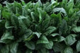 Imperial Green Spinach SeedS ,Asian Vegetable - Caribbean garden seed