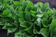 Imperial Green Spinach SeedS ,Asian Vegetable - Caribbean garden seed