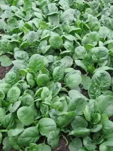 Imperial Green Spinach SeedS ,Asian Vegetable - Caribbean garden seed