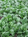 Imperial Green Spinach SeedS ,Asian Vegetable - Caribbean garden seed