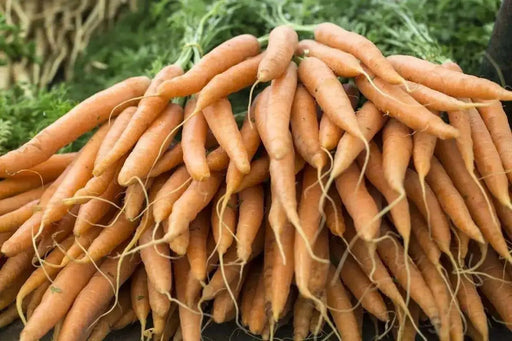 Imperator Carrot Seeds ,Biannual Vegetable, AAS WINNER, Deep Orange, - Caribbean garden seed