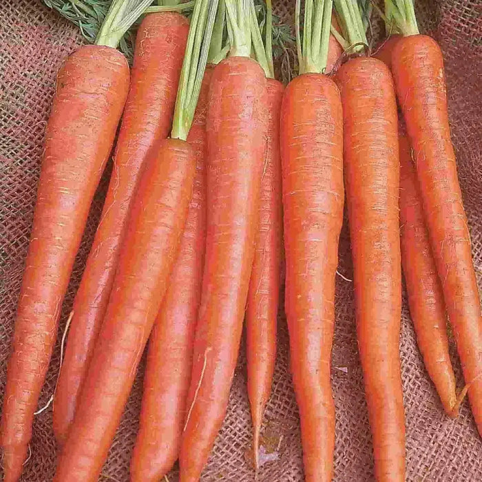 Imperator Carrot Seeds ,Biannual Vegetable, AAS WINNER, Deep Orange, - Caribbean garden seed