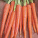 Imperator Carrot Seeds ,Biannual Vegetable, AAS WINNER, Deep Orange, - Caribbean garden seed