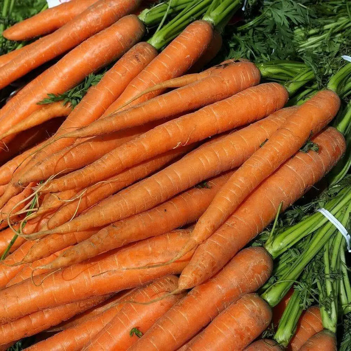 Imperator Carrot Seeds ,Biannual Vegetable, AAS WINNER, Deep Orange, - Caribbean garden seed