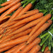 Imperator Carrot Seeds ,Biannual Vegetable, AAS WINNER, Deep Orange, - Caribbean garden seed