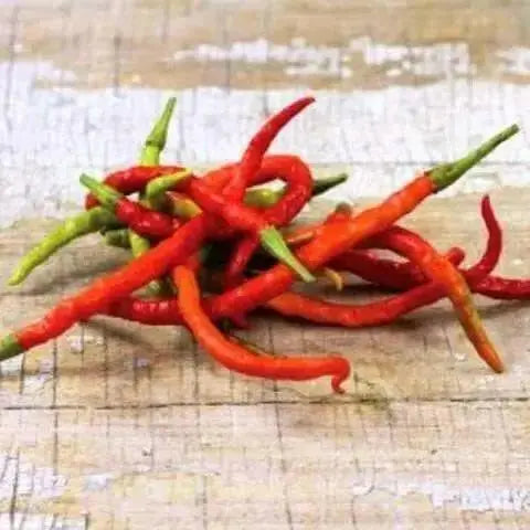 Indian Jwala HOT PEPPER SEEDS (,Capsicum annuum) ASIAN VEGETABLE - Caribbean garden seed