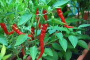 Indian Jwala HOT PEPPER SEEDS (,Capsicum annuum) ASIAN VEGETABLE - Caribbean garden seed
