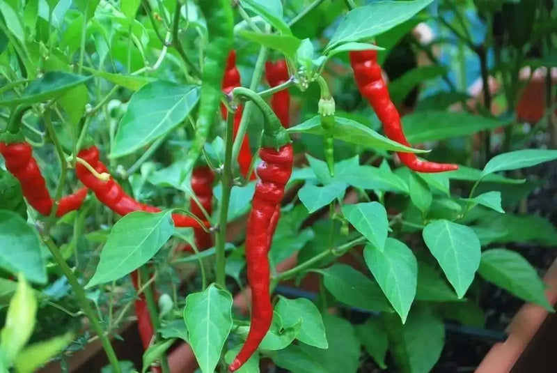 Indian Jwala HOT PEPPER SEEDS (,Capsicum annuum) ASIAN VEGETABLE - Caribbean garden seed