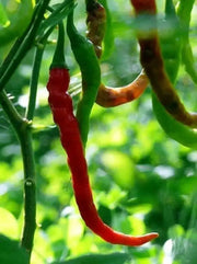 Indian Jwala HOT PEPPER SEEDS (,Capsicum annuum) ASIAN VEGETABLE - Caribbean garden seed
