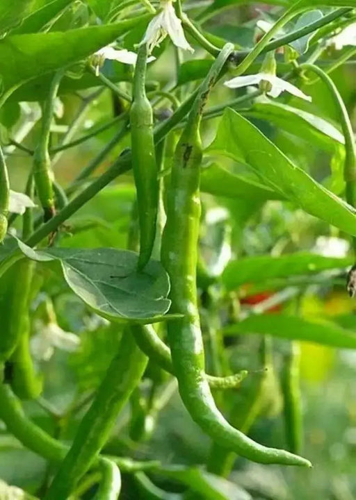 Indian Jwala HOT PEPPER SEEDS (,Capsicum annuum) ASIAN VEGETABLE - Caribbean garden seed