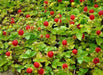 Indian Strawberry seeds, PERENNIAL GROUNDCOVER - Caribbean garden seed