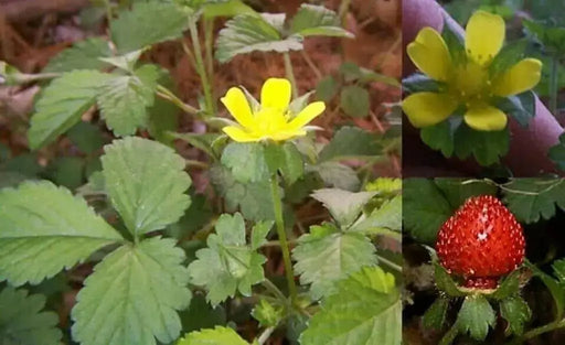 Indian Strawberry seeds, PERENNIAL GROUNDCOVER - Caribbean garden seed