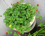 Indian Strawberry seeds, PERENNIAL GROUNDCOVER - Caribbean garden seed